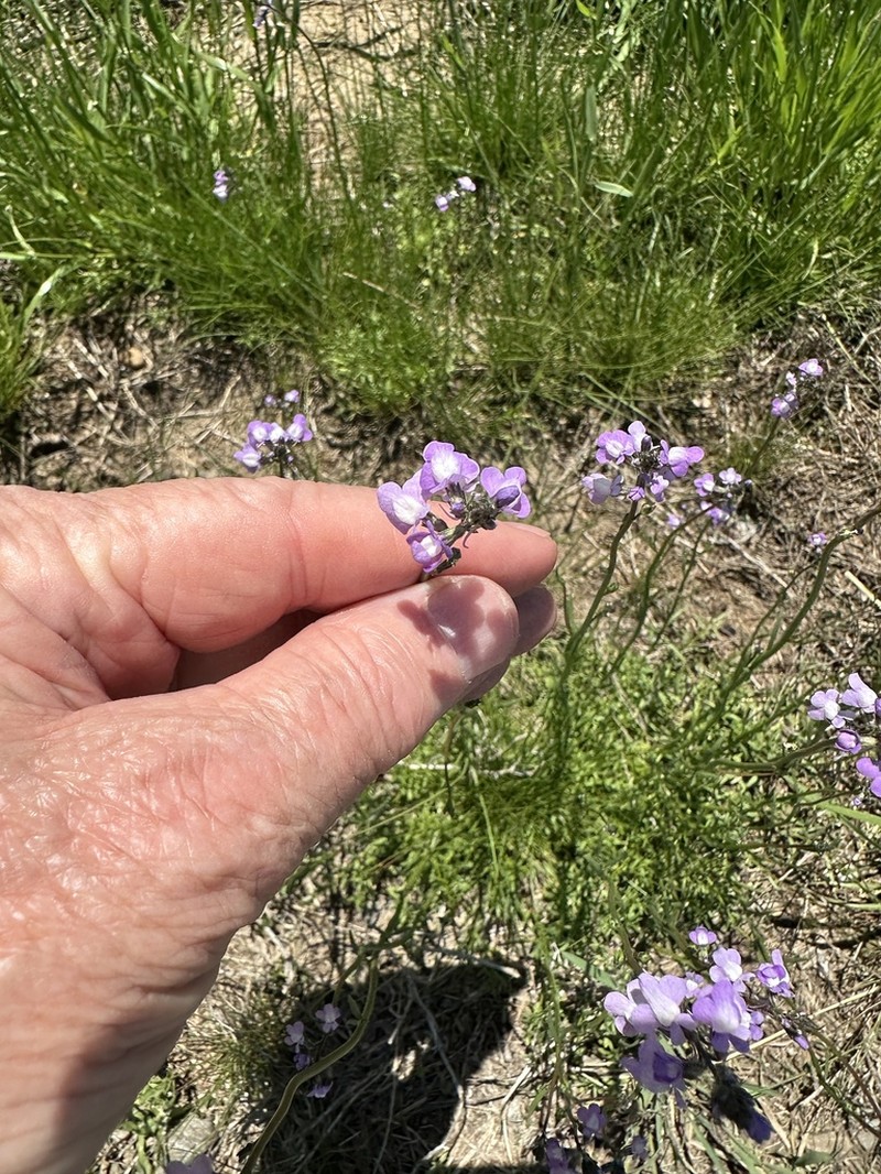 Canada Toadflax