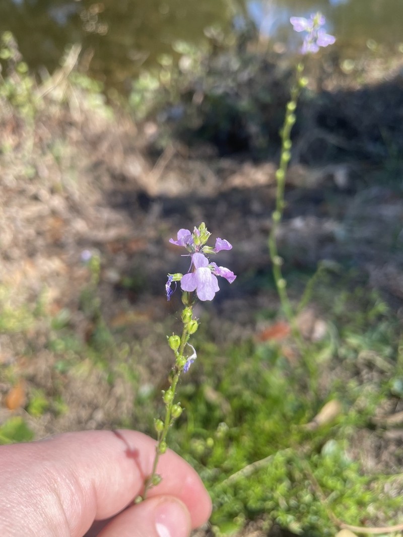 Canada Toadflax photo 2