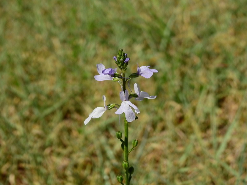 Canada Toadflax photo 3