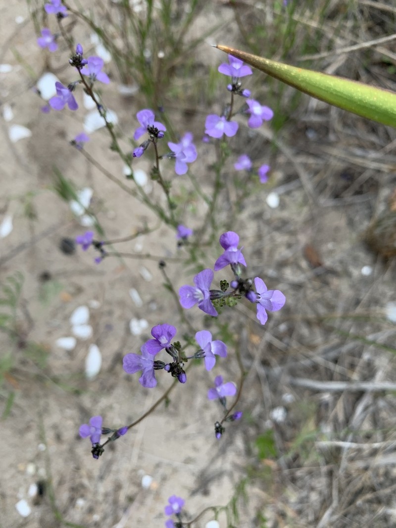 Canada Toadflax photo 4