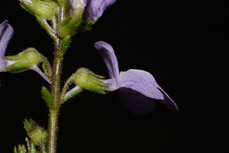 Canada Toadflax photo 5