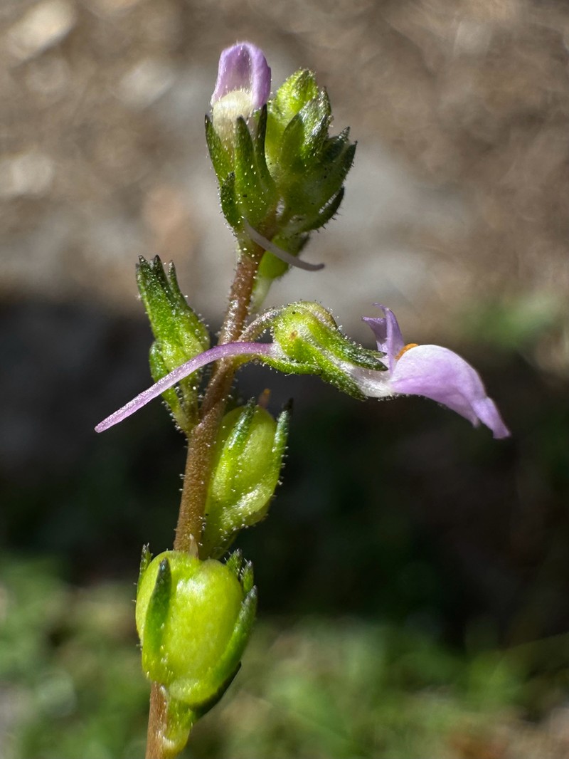 Canada Toadflax photo 7
