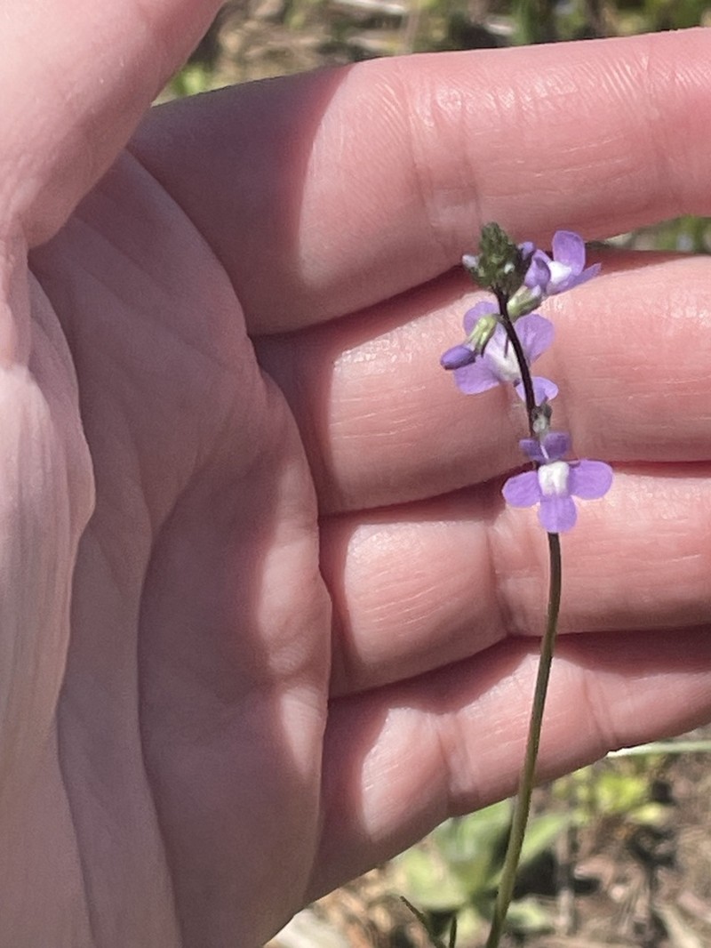 Canada Toadflax photo 8