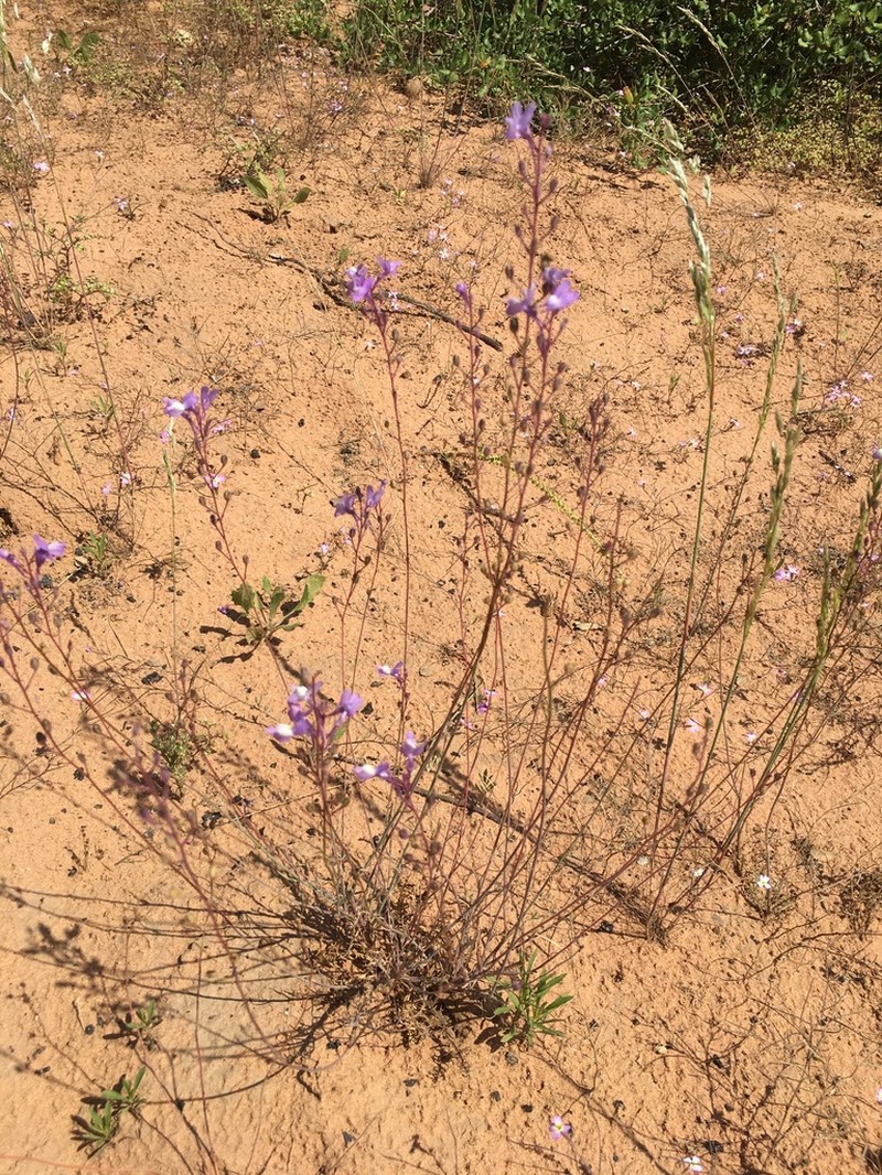 Linaria cossoniana photo 3