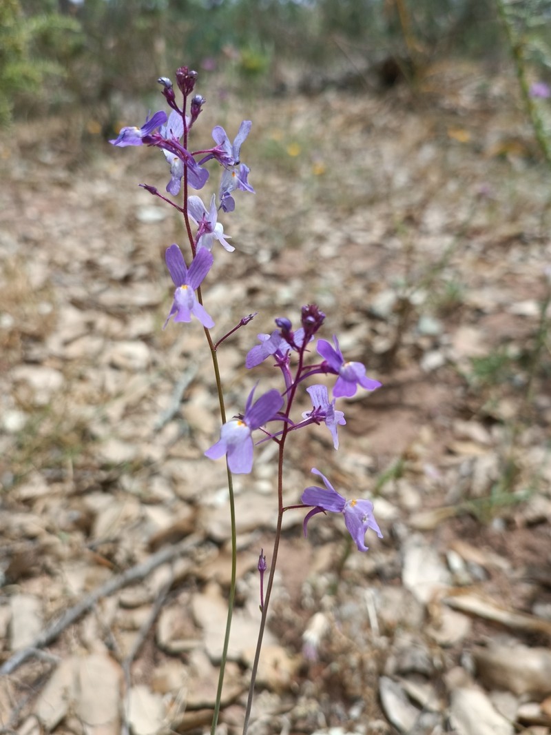 Linaria cossoniana photo 4