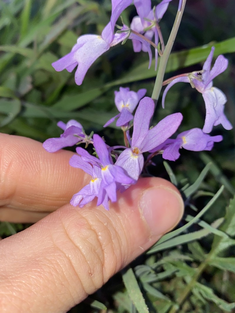 Linaria cossoniana photo 5