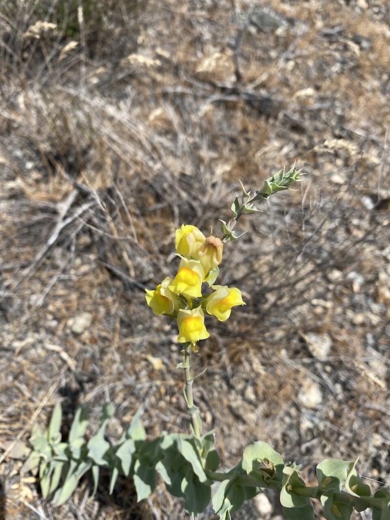 Dalmatian Toadflax photo 2