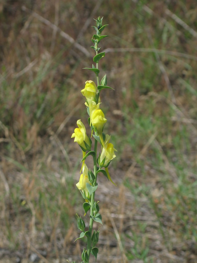 Dalmatian Toadflax photo 3