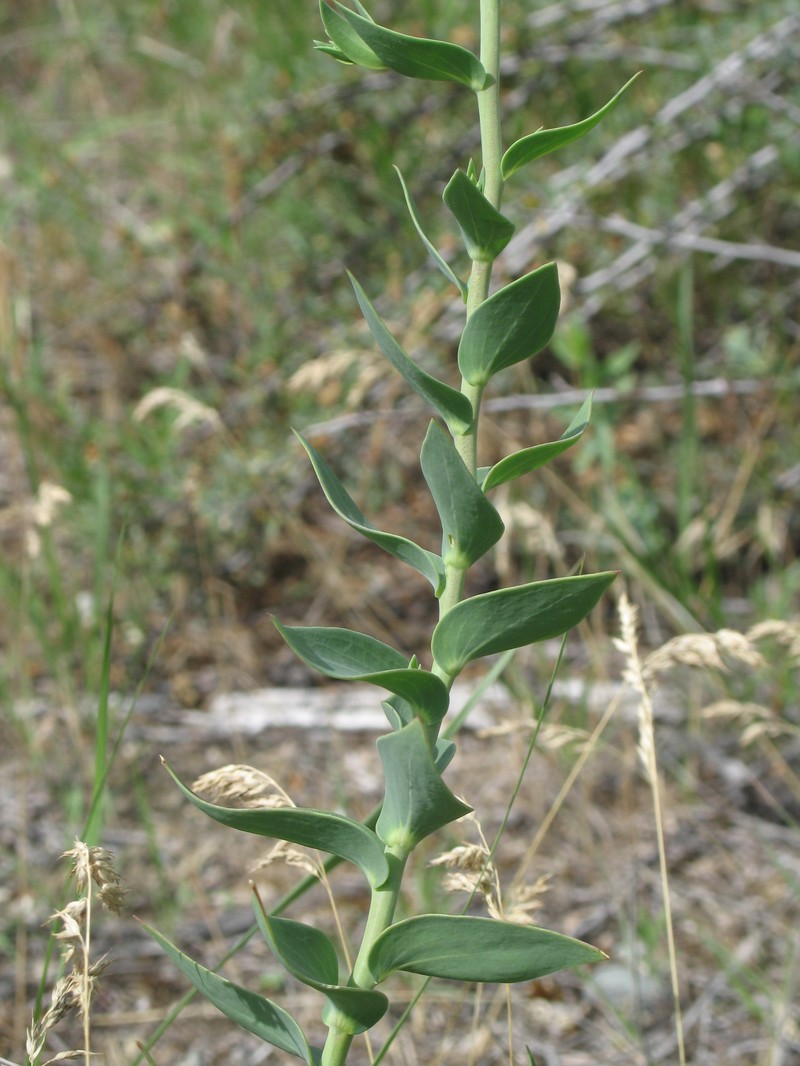 Dalmatian Toadflax photo 4
