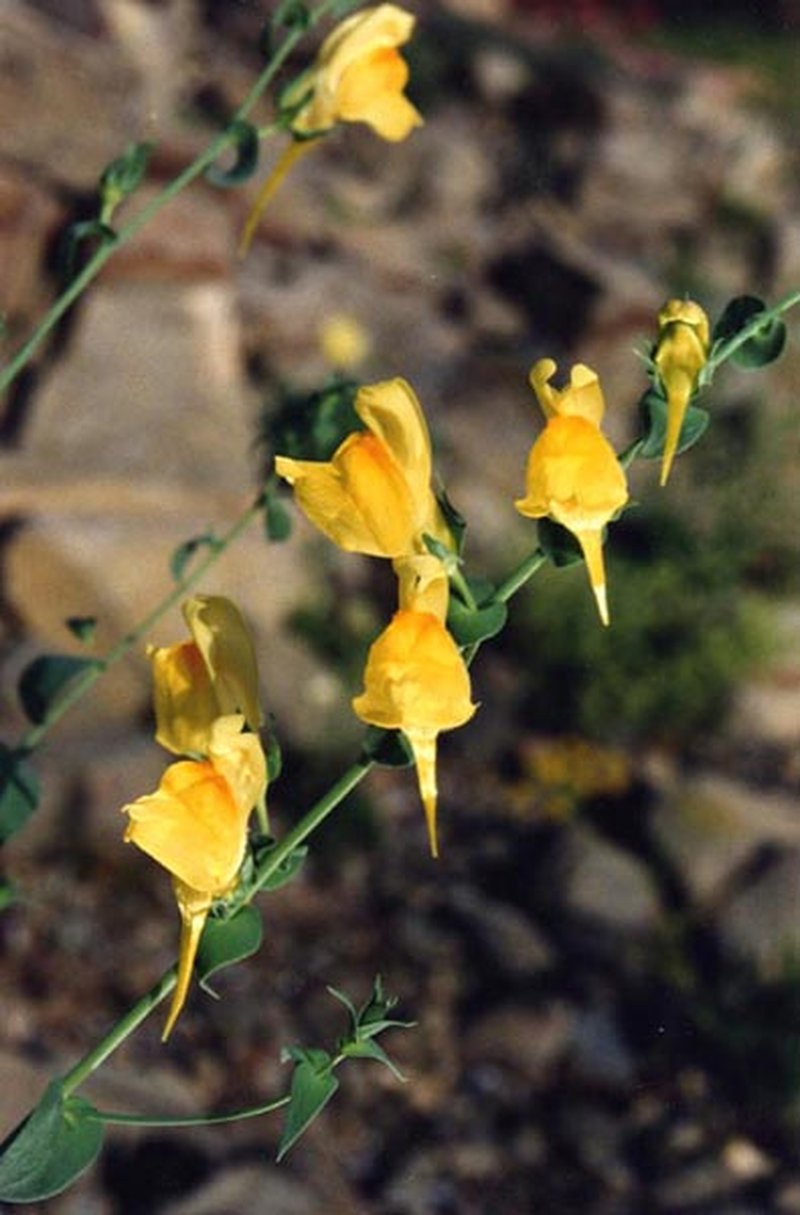 Dalmatian Toadflax