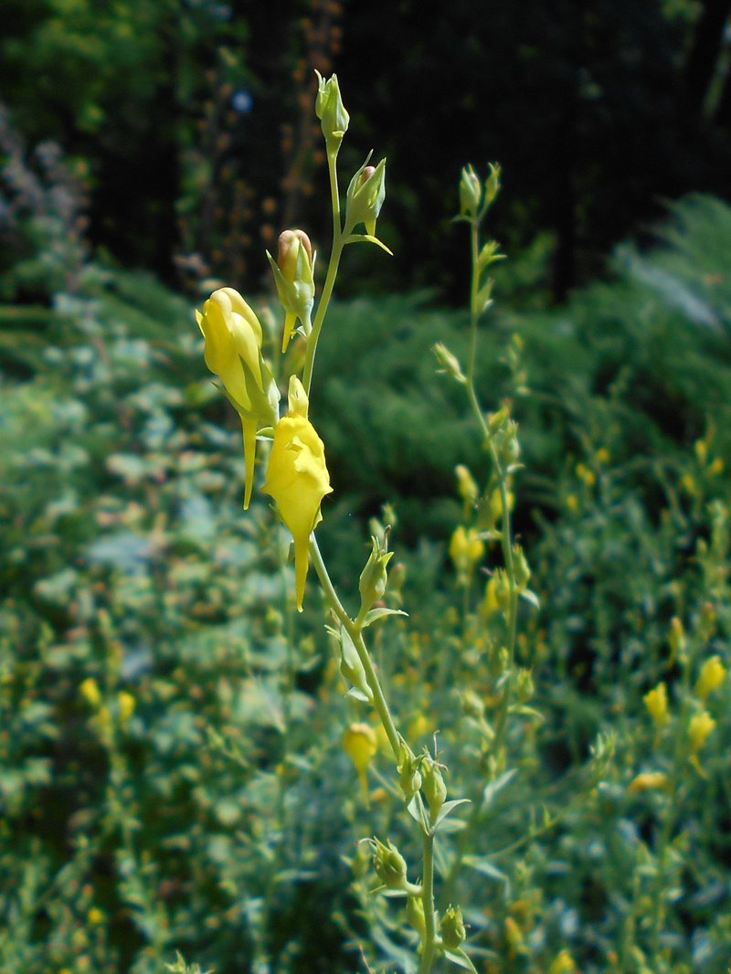 Dalmatian Toadflax photo 5