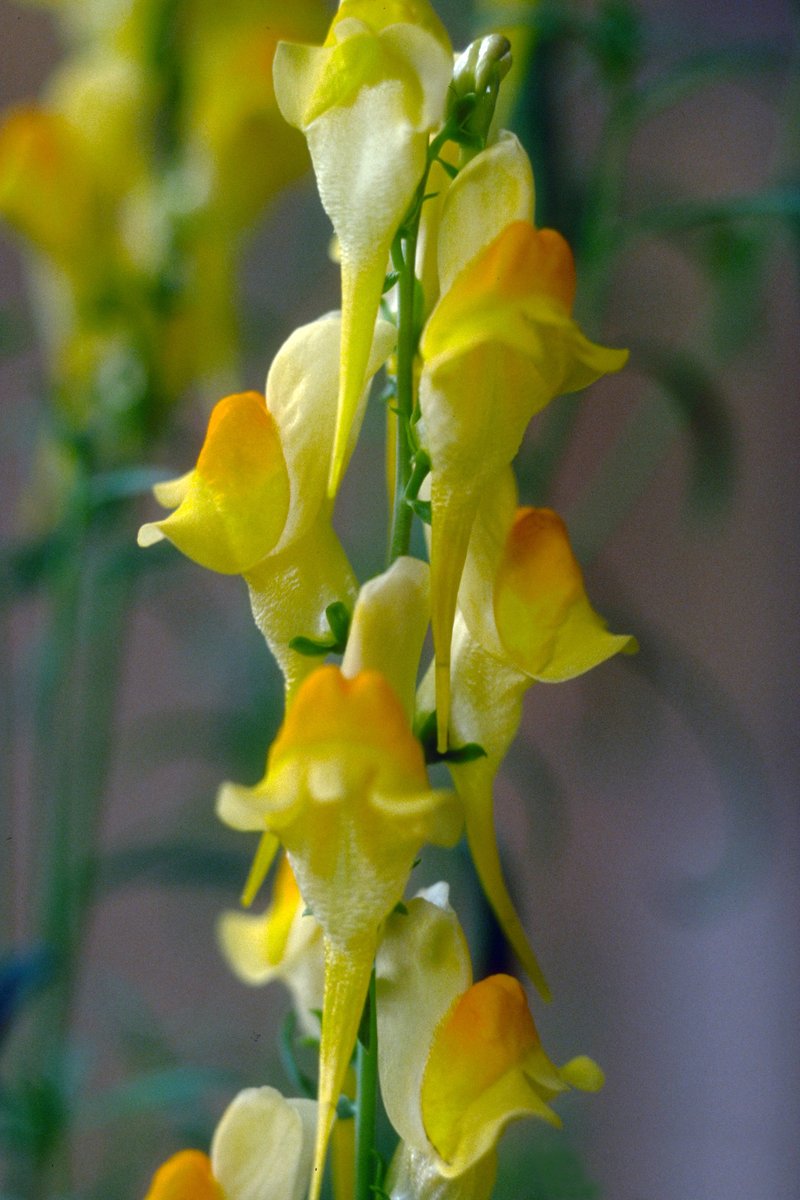 Dalmatian Toadflax photo 6