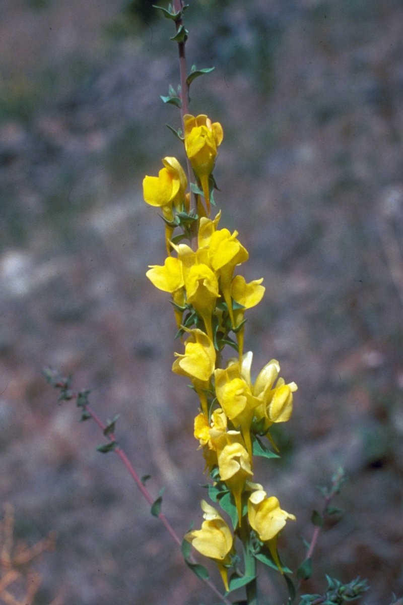 Dalmatian Toadflax photo 7