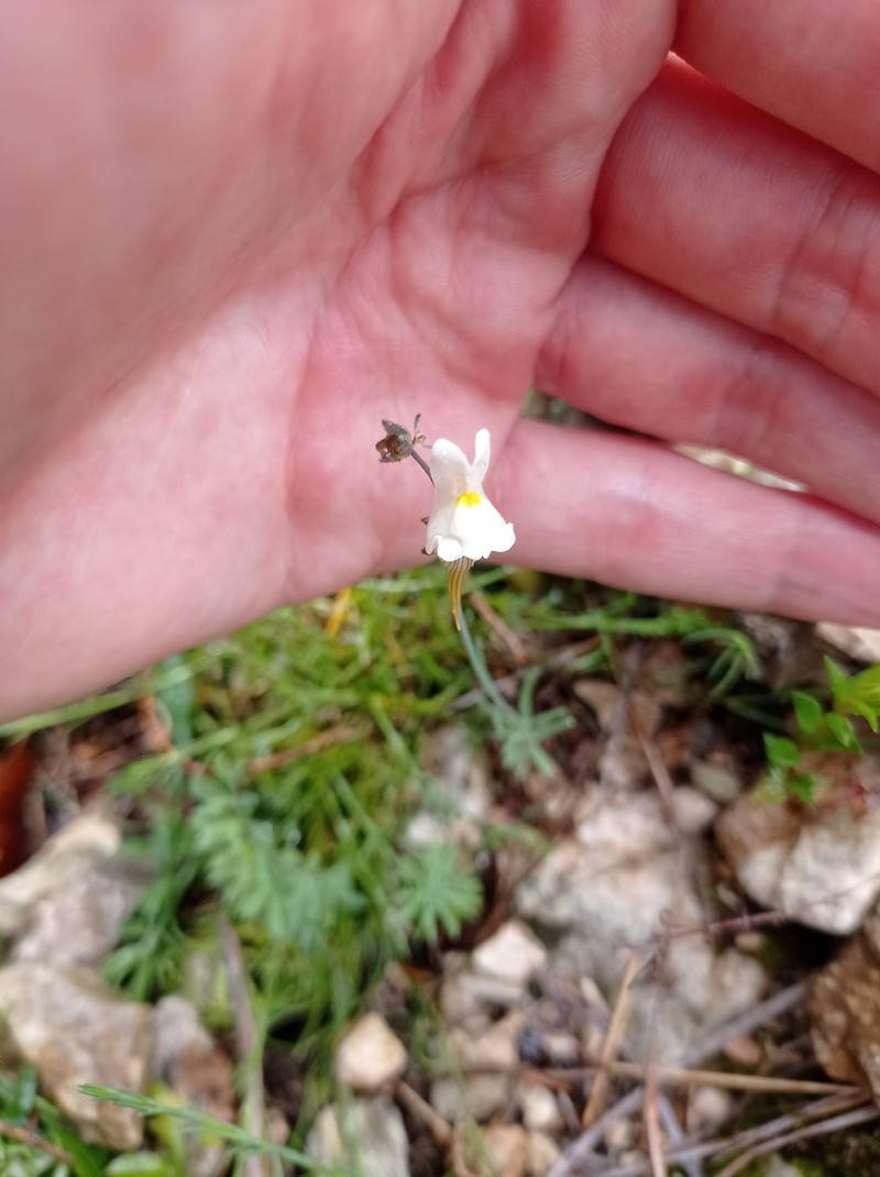 Linaria depauperata subsp. depauperata