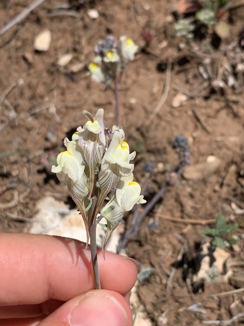 Linaria depauperata subsp. depauperata photo 2
