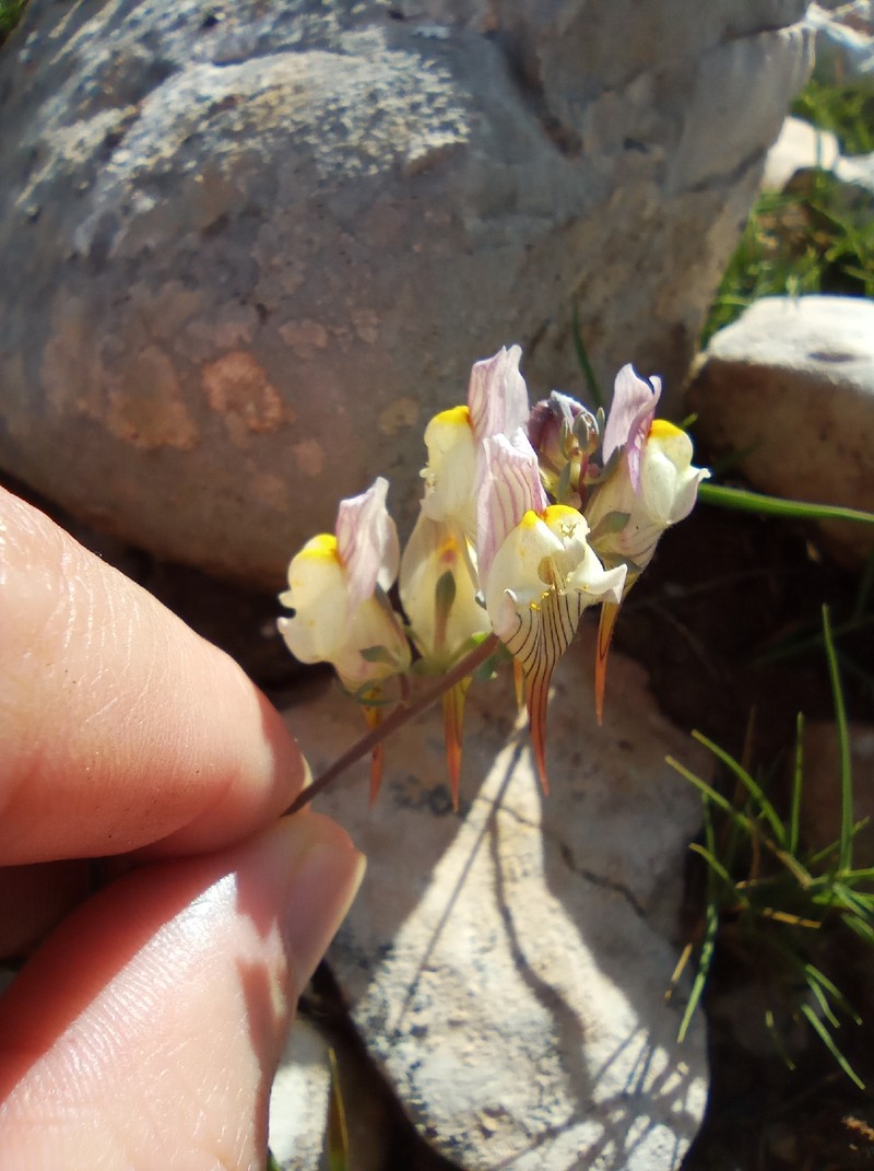 Linaria depauperata subsp. depauperata photo 4