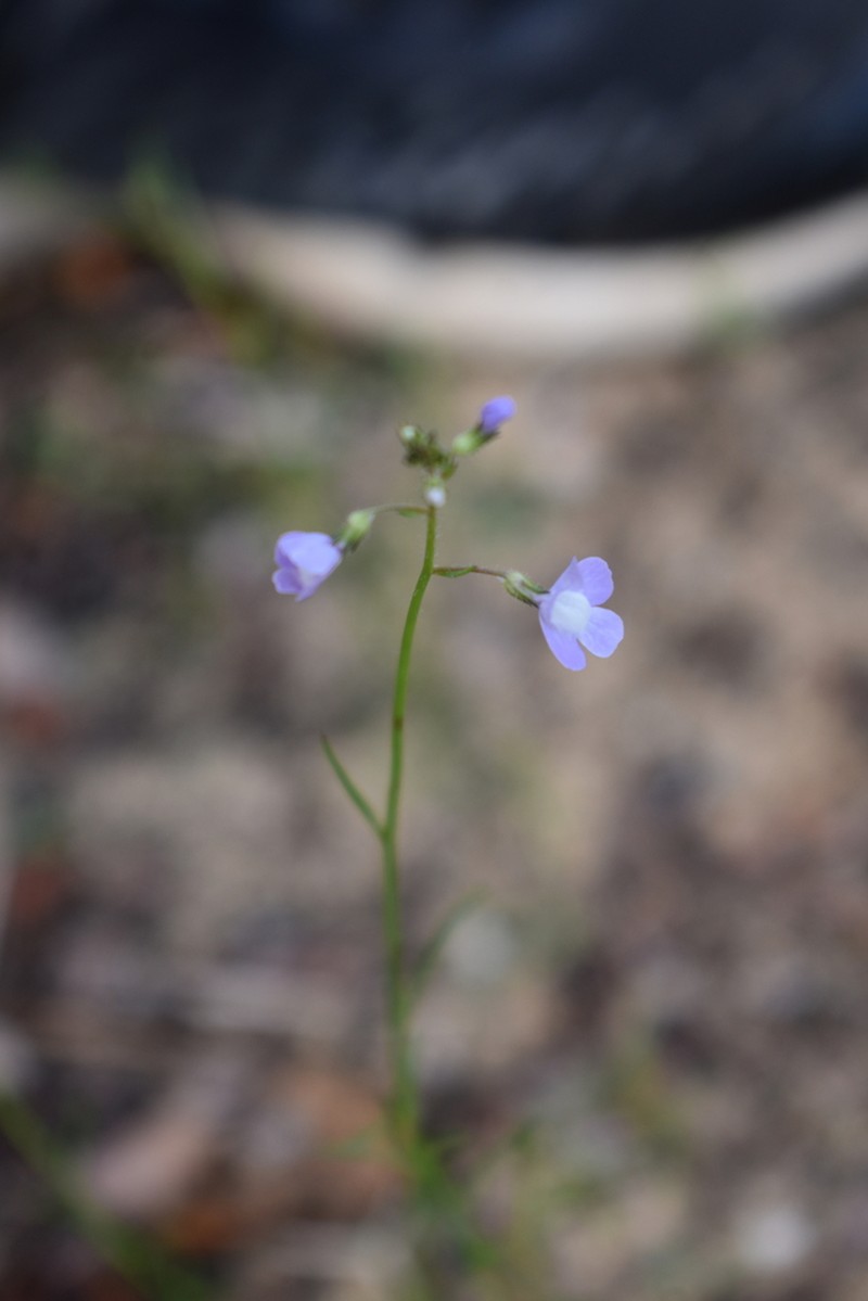 Apalachicola Toadflax