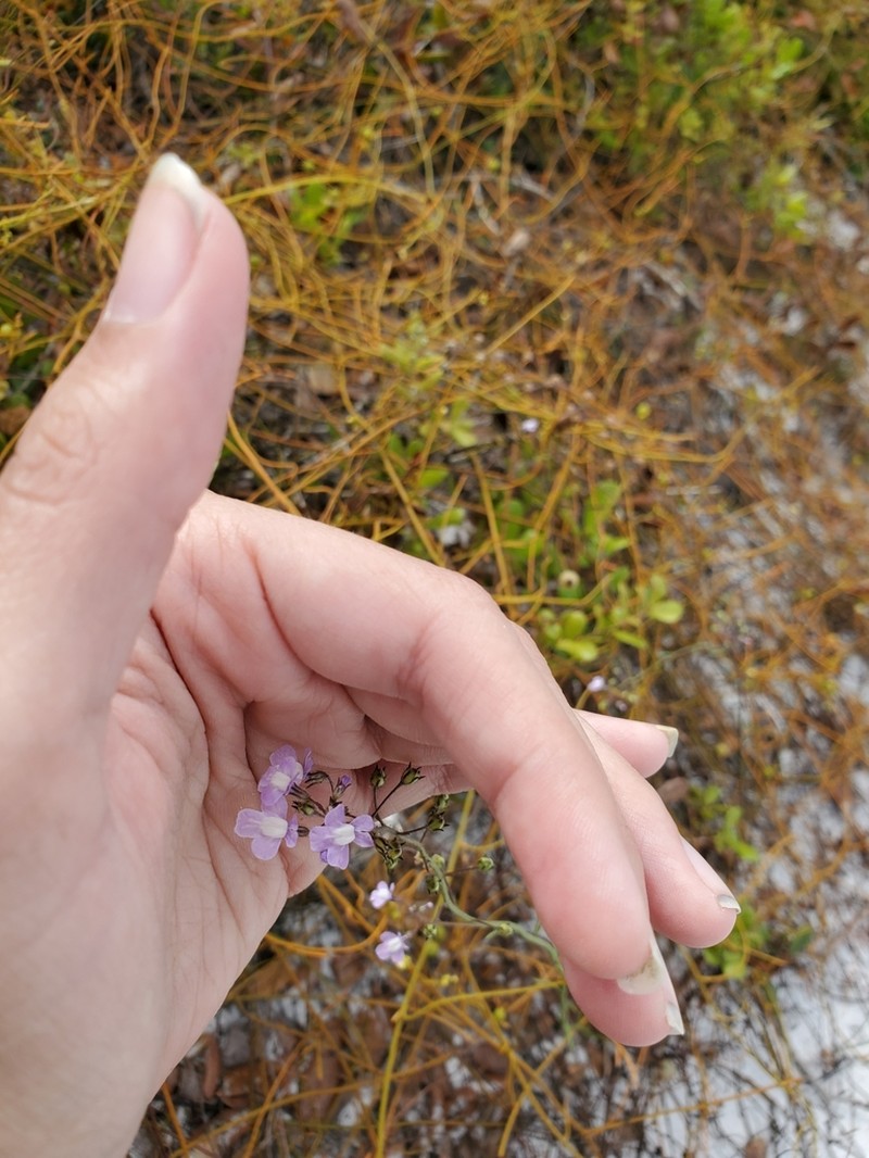 Apalachicola Toadflax photo 2