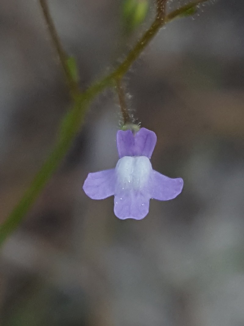 Apalachicola Toadflax photo 3