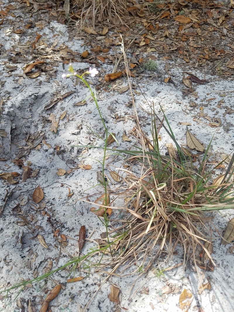Apalachicola Toadflax photo 4