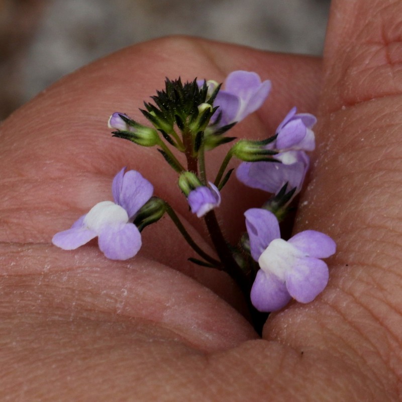 Apalachicola Toadflax photo 5