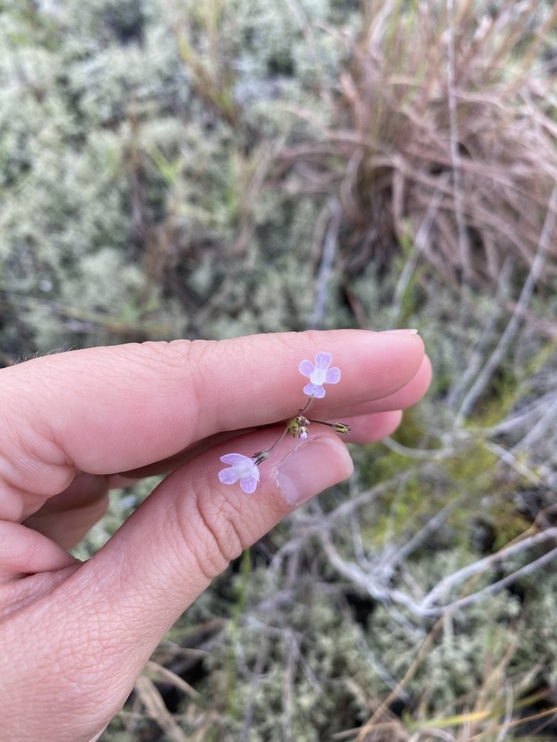 Apalachicola Toadflax photo 6