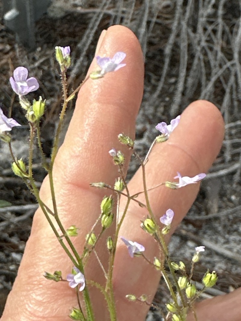 Apalachicola Toadflax photo 8