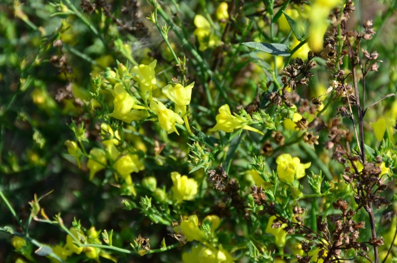 Broomleaf Toadflax photo 2