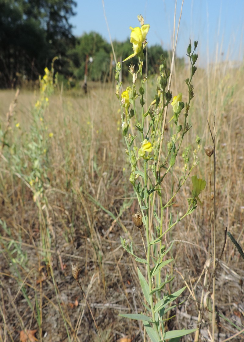 Broomleaf Toadflax photo 3