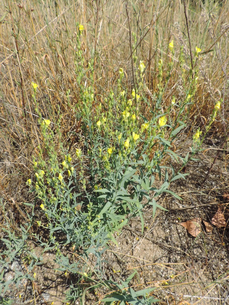 Broomleaf Toadflax photo 4