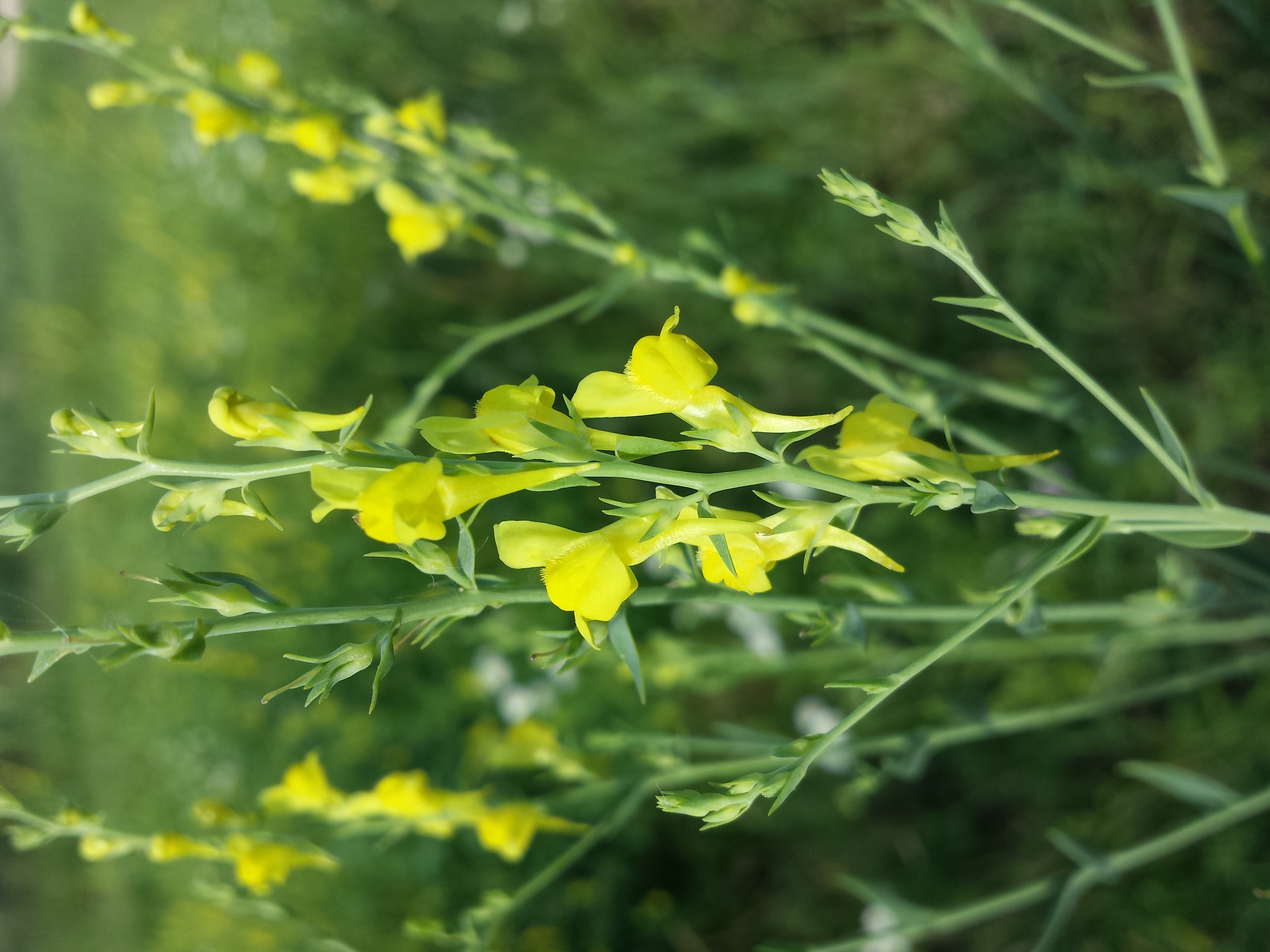 Broomleaf Toadflax