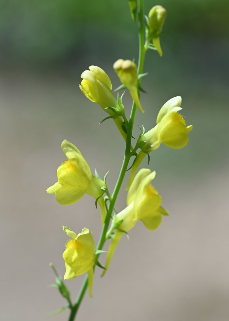 Broomleaf Toadflax photo 5