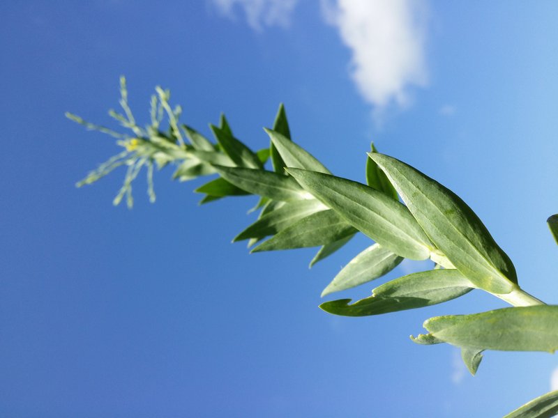 Broomleaf Toadflax photo 6