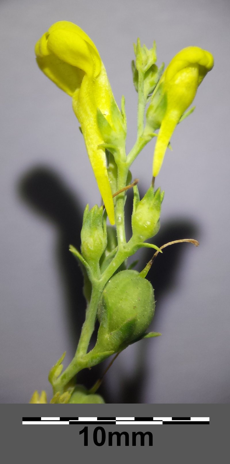Broomleaf Toadflax photo 7