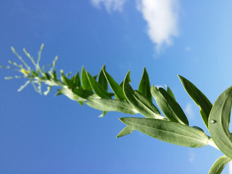 Broomleaf Toadflax photo 8