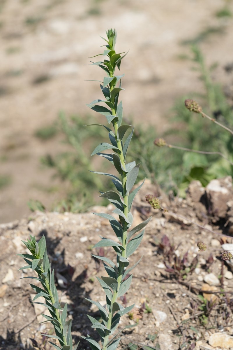 Linaria genistifolia subsp. genistifolia
