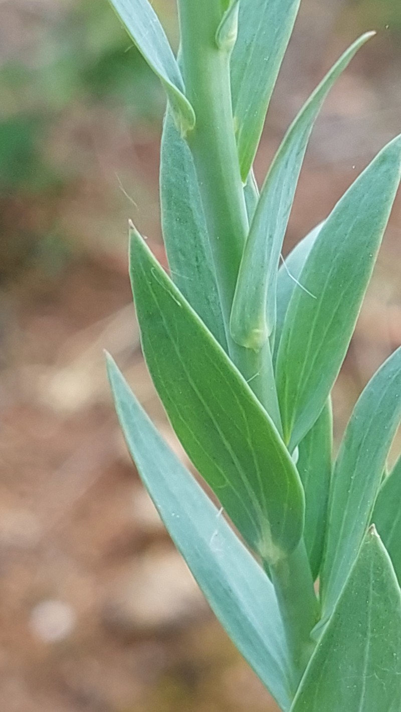 Linaria genistifolia subsp. genistifolia photo 2