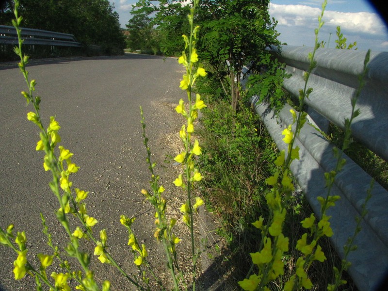 Linaria genistifolia subsp. genistifolia photo 3