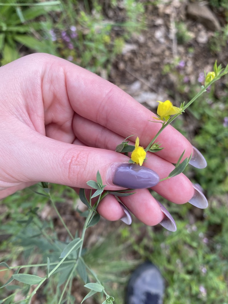 Linaria genistifolia subsp. genistifolia photo 4