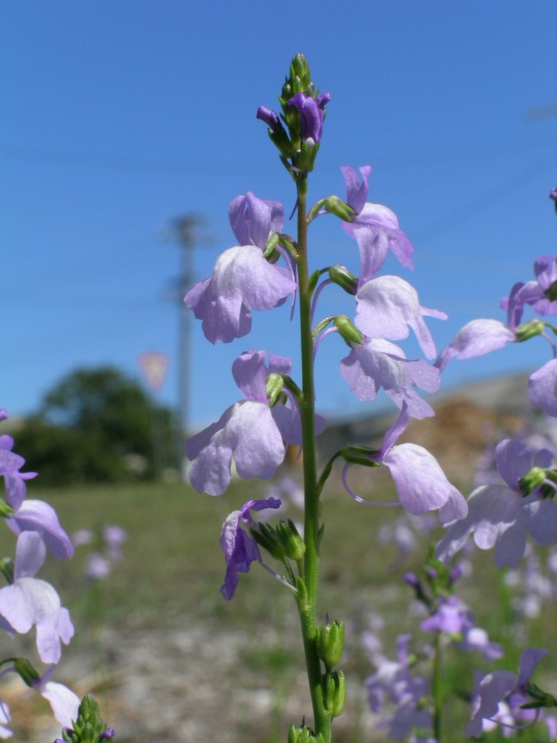 Crimson Toadflax