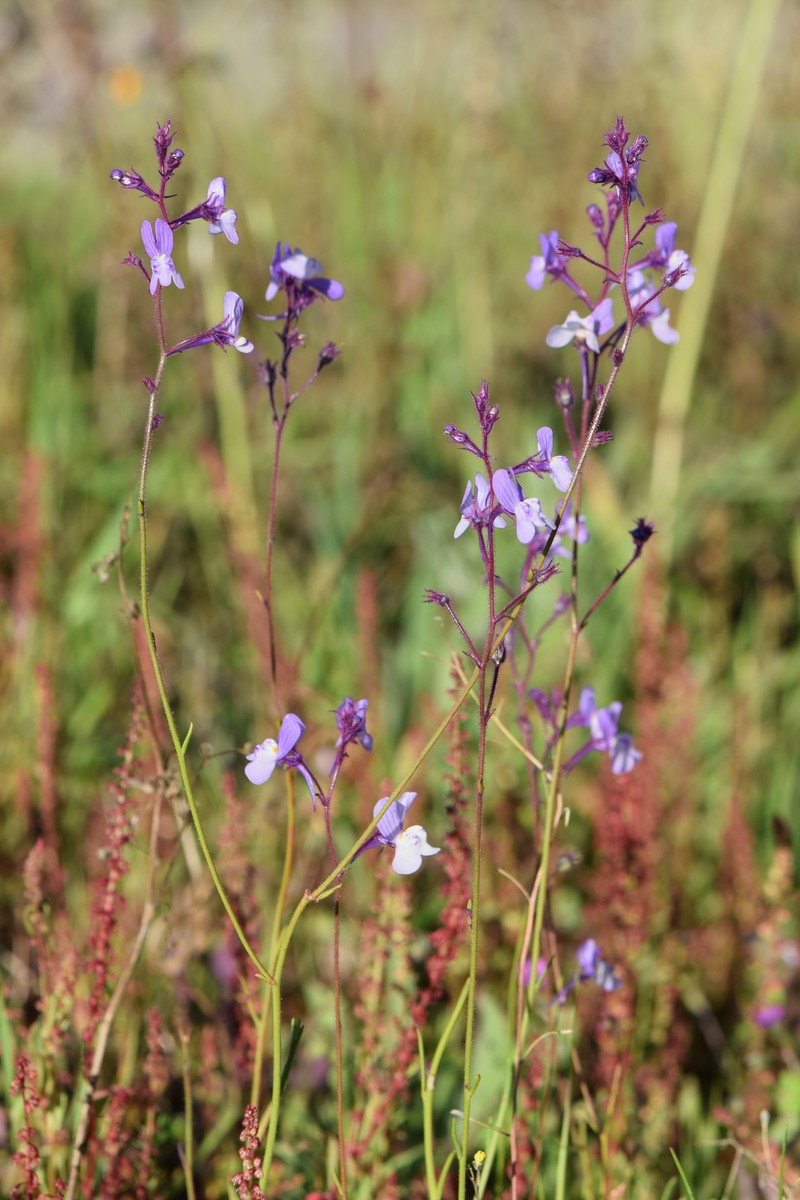 Crimson Toadflax photo 2