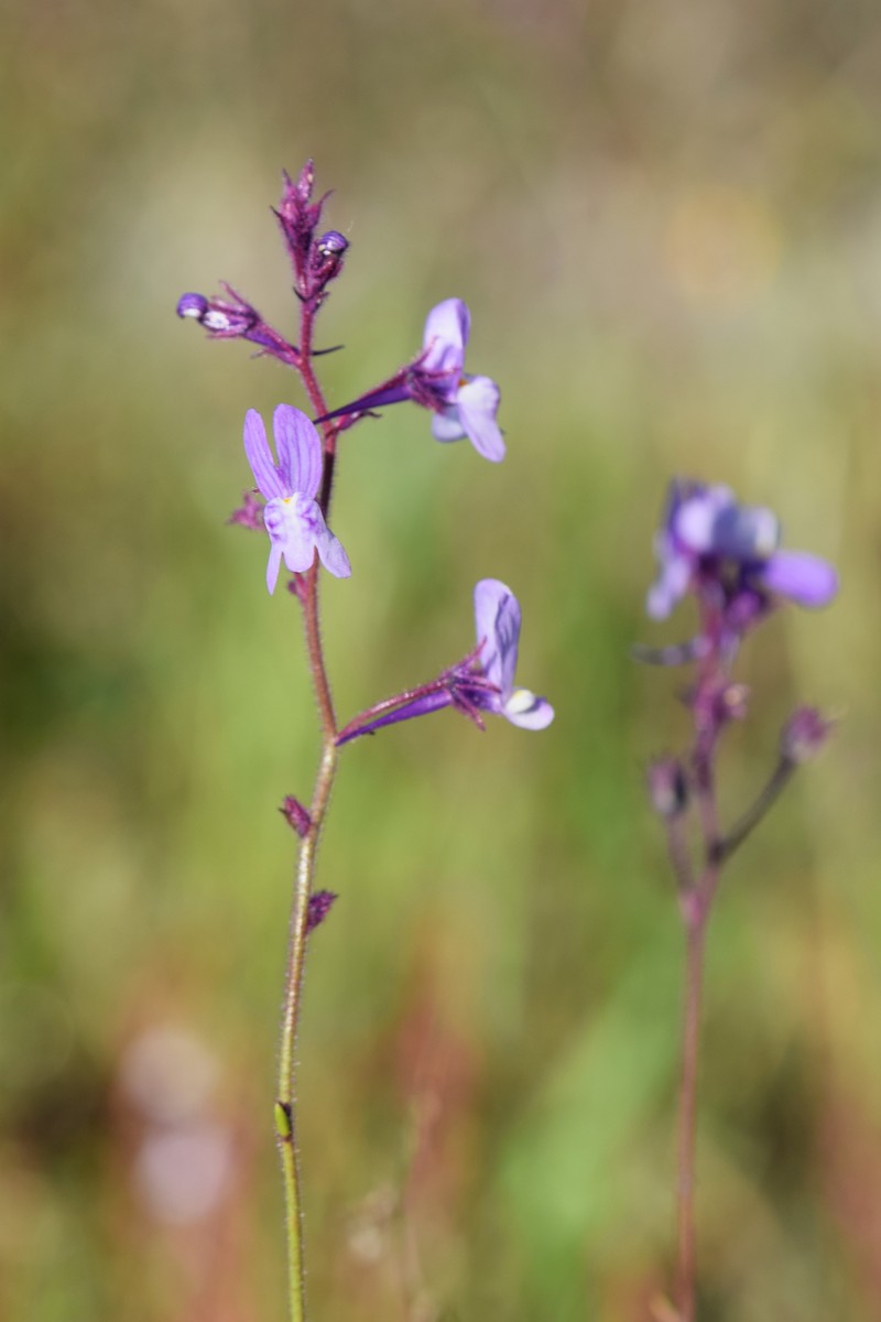 Crimson Toadflax photo 3