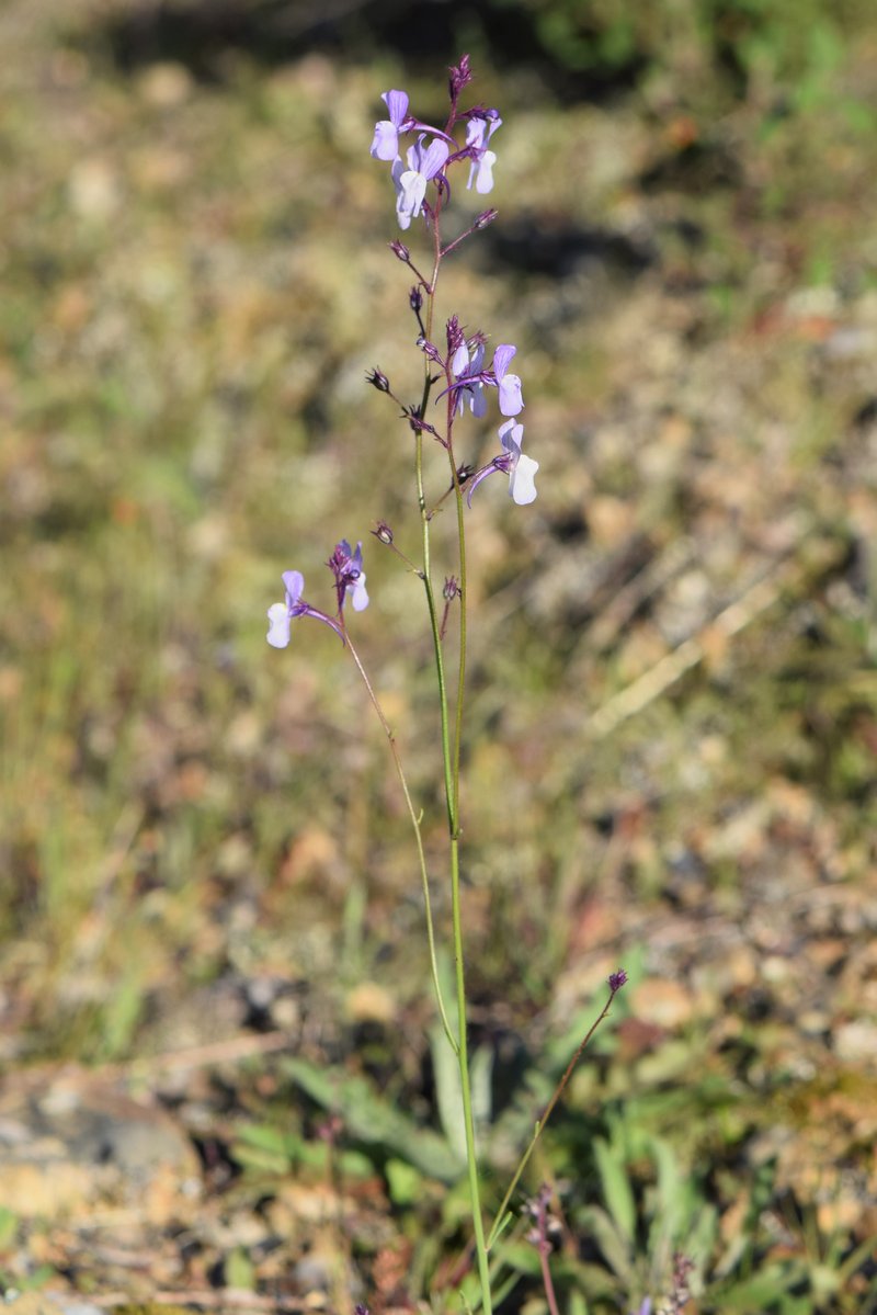 Crimson Toadflax photo 4