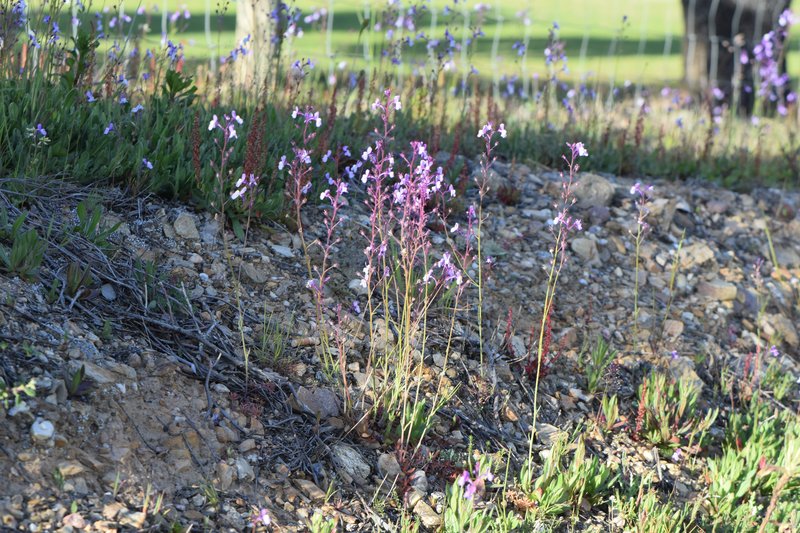 Crimson Toadflax photo 5