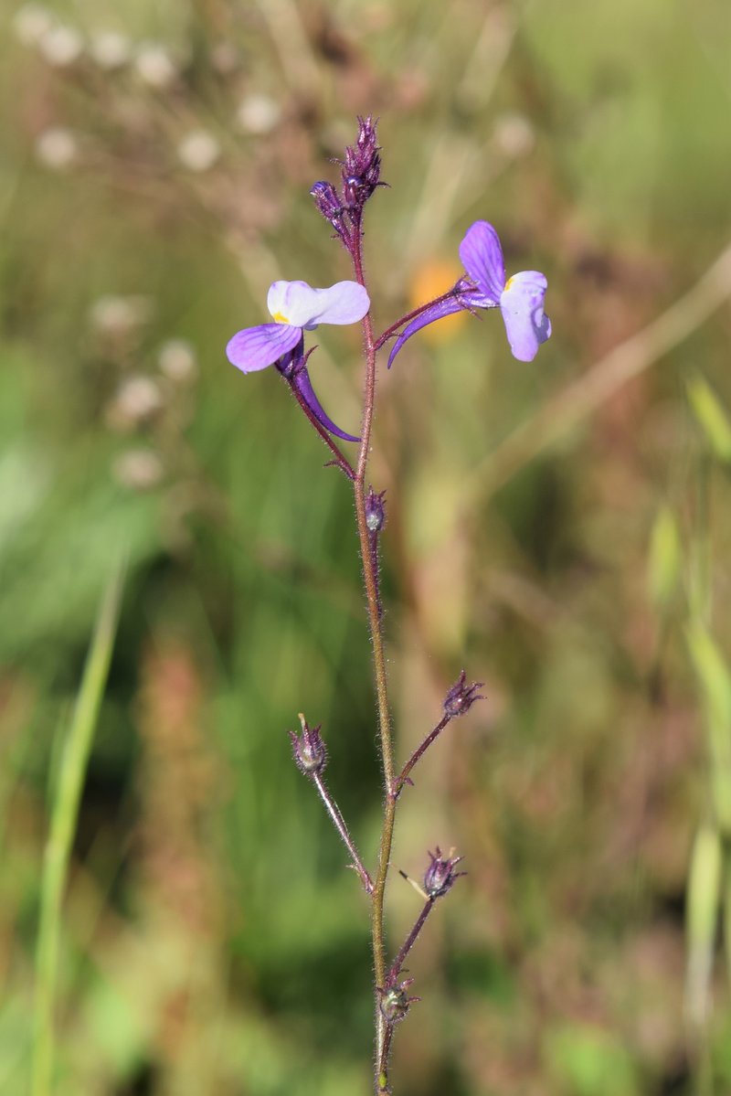 Crimson Toadflax photo 6