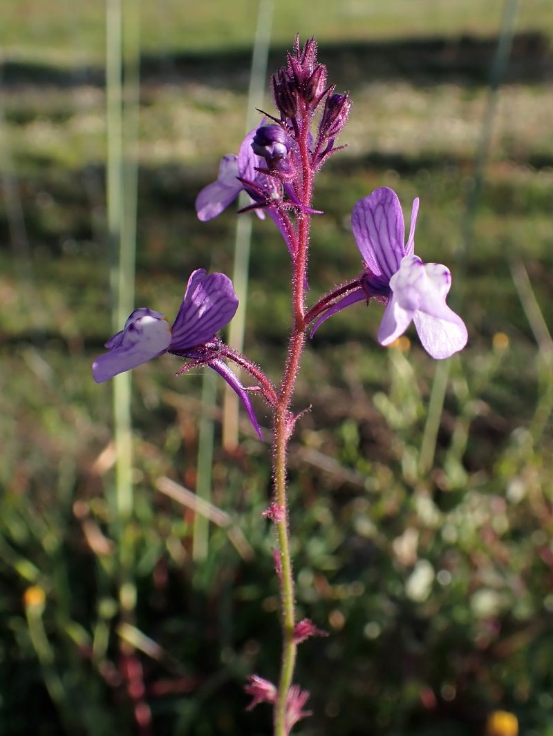 Crimson Toadflax photo 7
