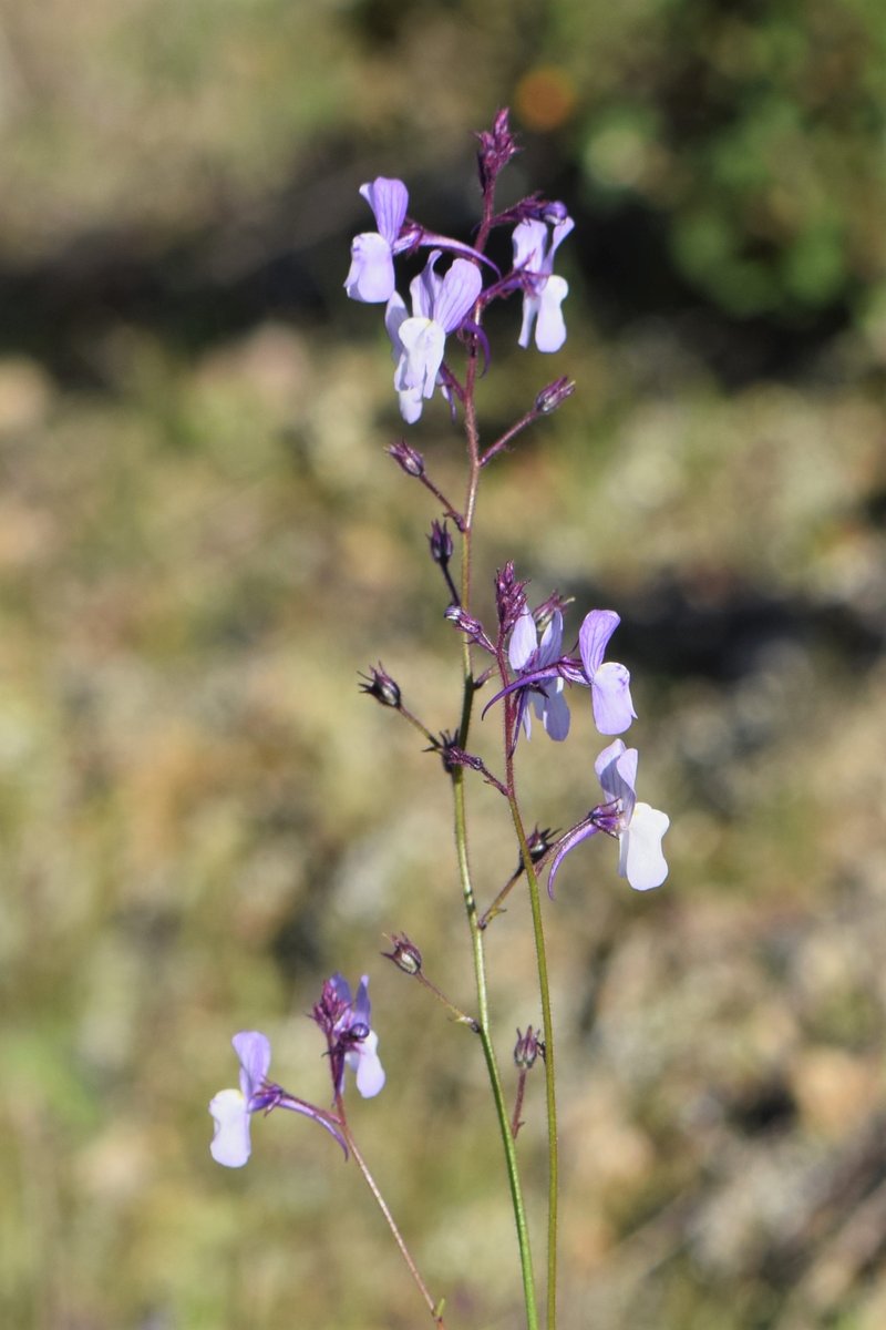 Crimson Toadflax photo 8