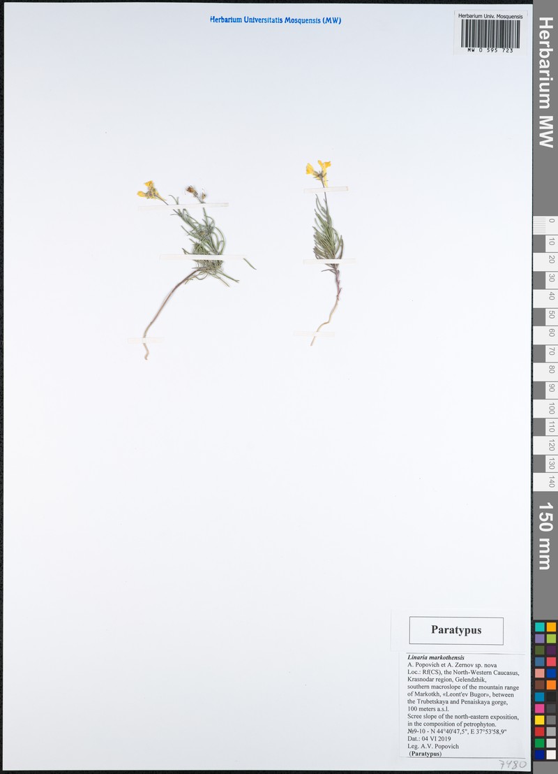 Linaria markotchensis