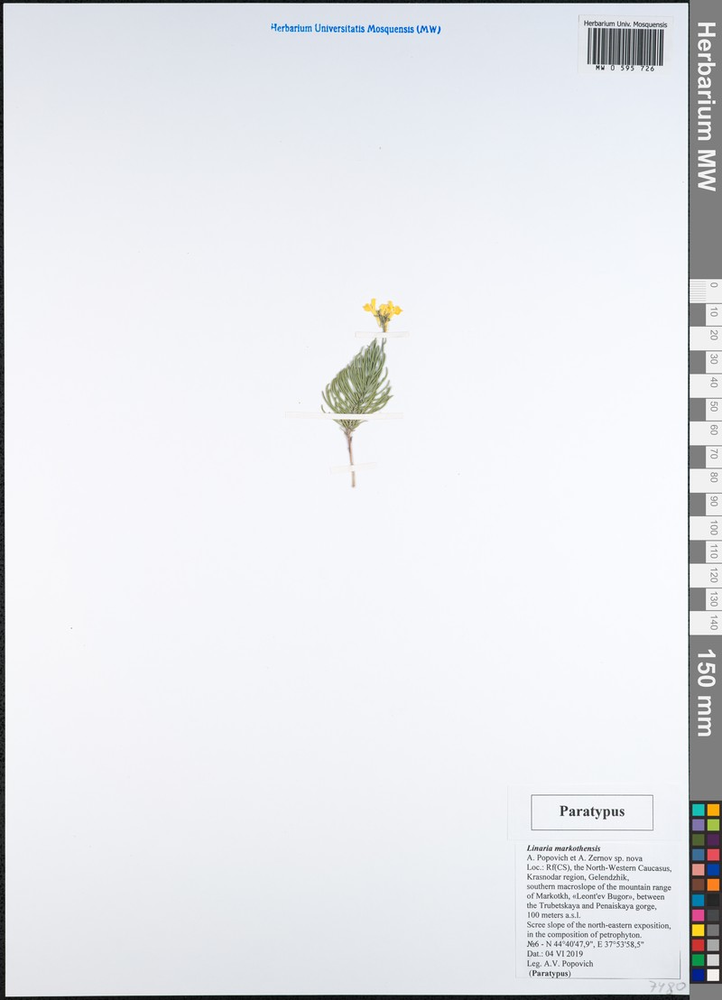 Linaria markotchensis photo 2