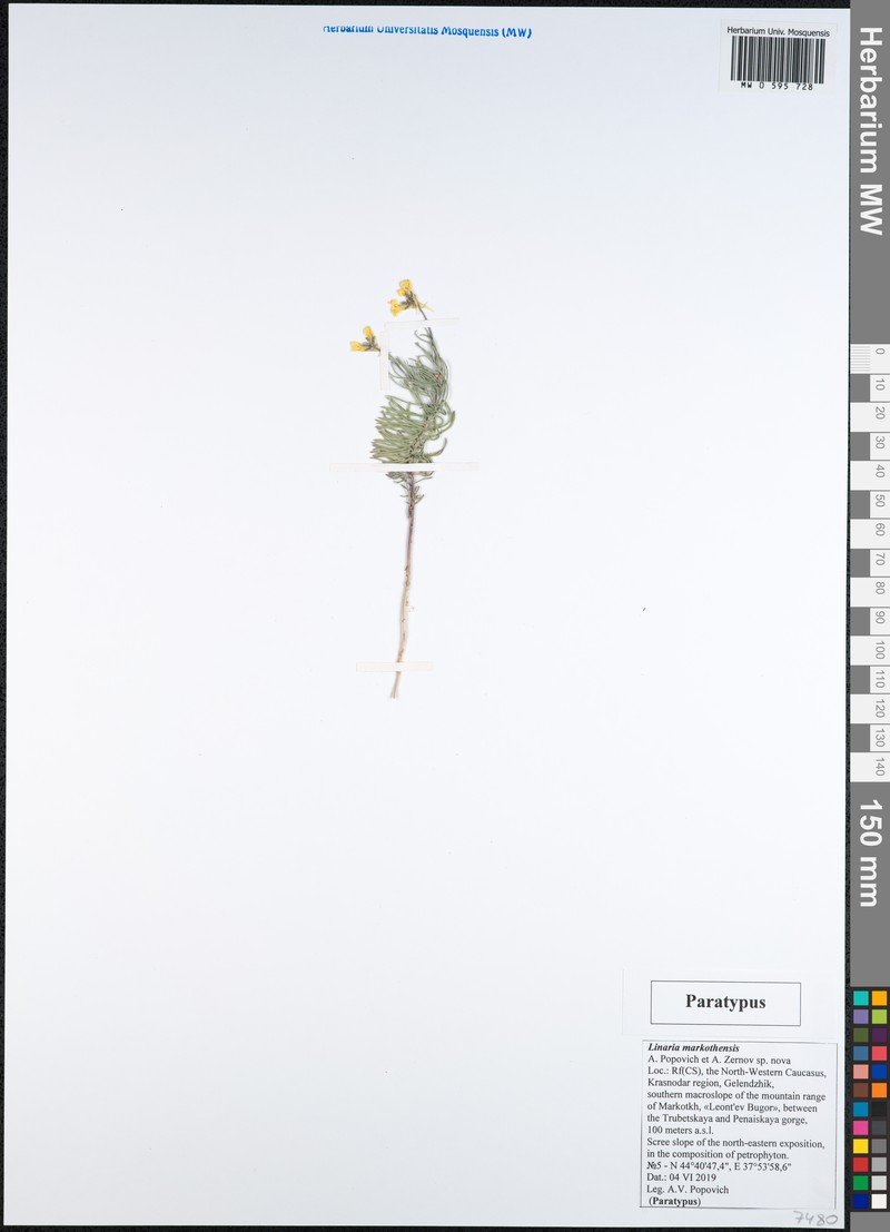 Linaria markotchensis photo 3
